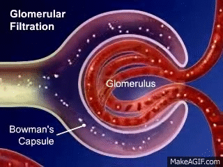 Glomerulus